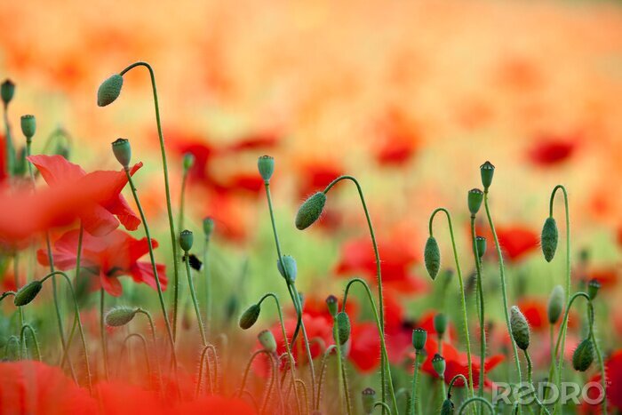 Sticker  La nature dans un champ de coquelicots magnifiques