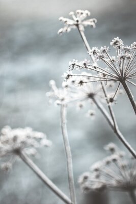 Sticker  La nature en hiver