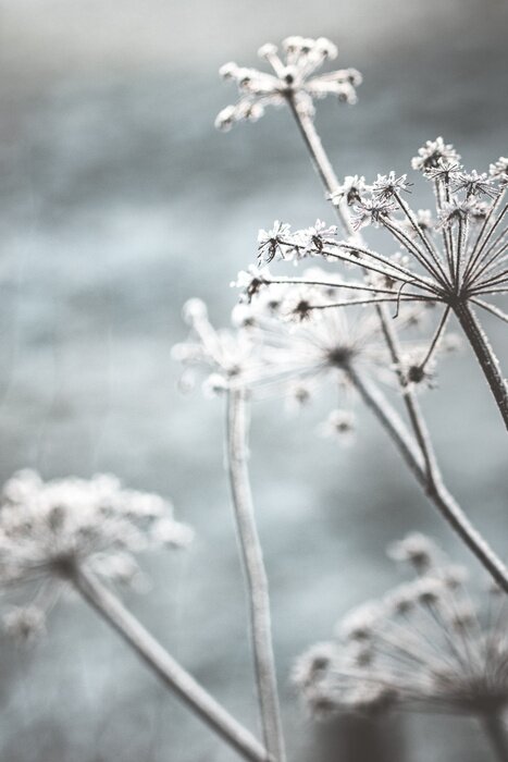 Sticker  La nature en hiver