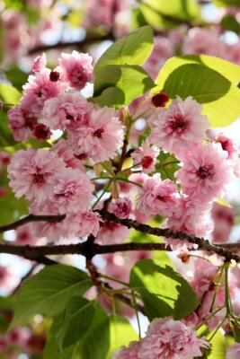 La nature fleurie à Tokyo