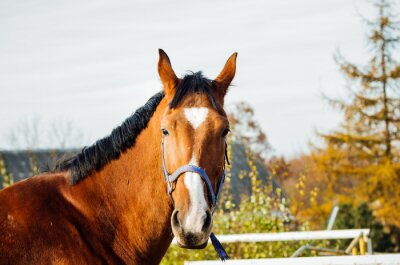 Sticker  La tête d'un cheval avec une tache blanche en forme de triangle