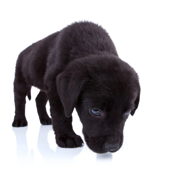 Sticker  Labrador animal de compagnie