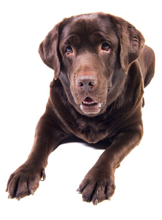 Sticker  Labrador sur fond blanc