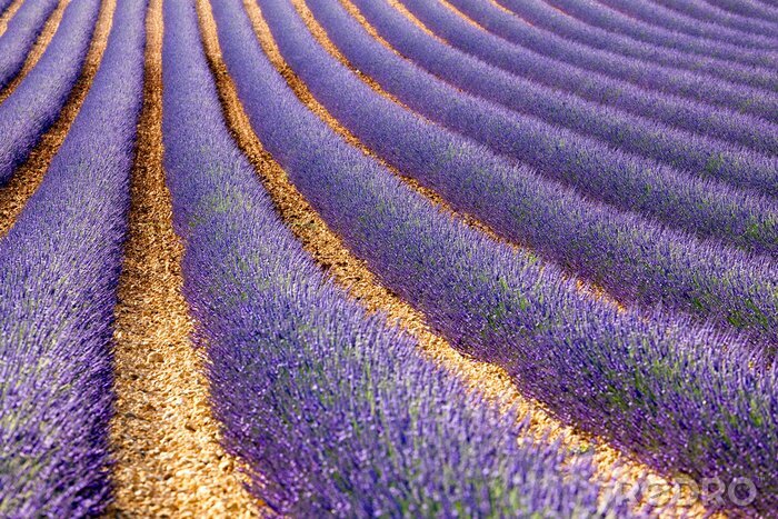 Sticker  Lavande pourpre dans une plantation