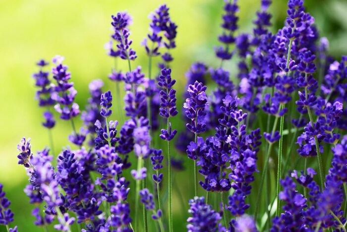 Sticker  Lavande sur le fond d'un pré vert