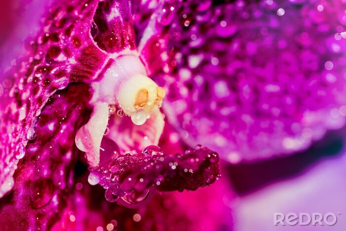 Sticker  Le centre d'une orchidée couverte de rosée