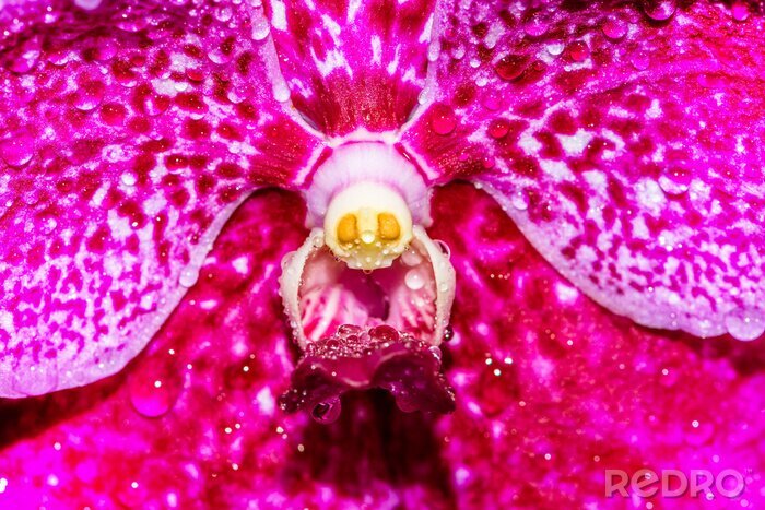 Sticker  Le centre d'une orchidée rose
