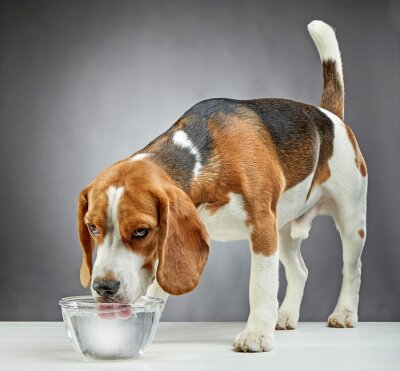 Le chien Beagle boit de l'eau