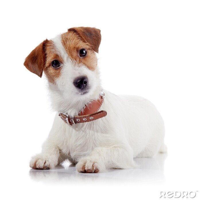 Sticker  Le petit chien de race a Jack Russell Terrier