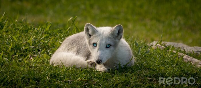 Sticker  Le renard arctique profite d'un jour d'été