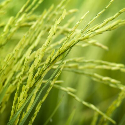 Le riz comme nature
