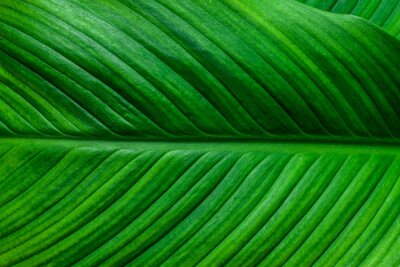 leaves of Spathiphyllum cannifolium, abstract green texture, nature background, tropical leaf