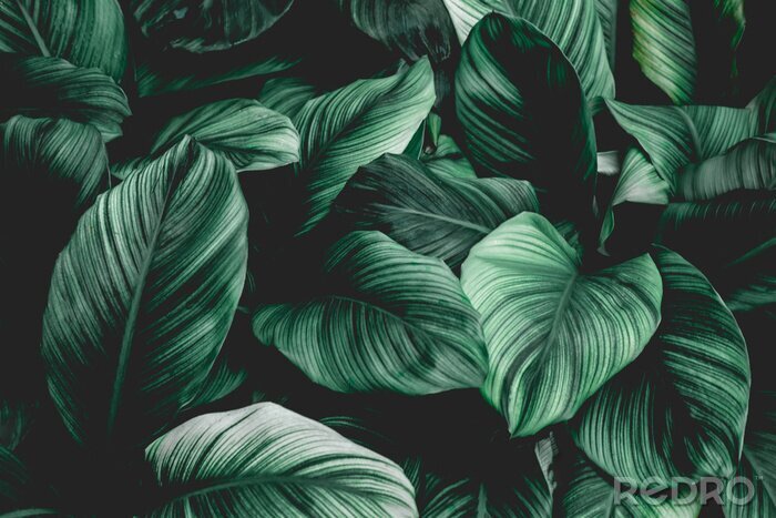 Sticker  Leaves of Spathiphyllum cannifolium, abstract green texture, nature background, tropical leaf