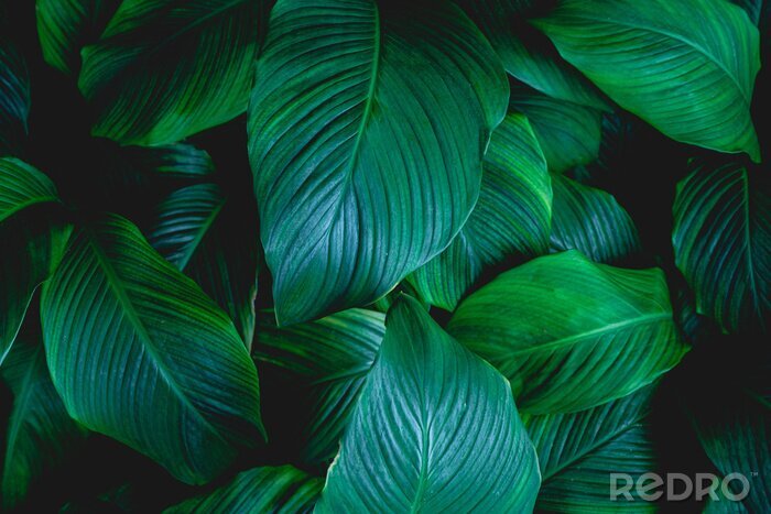 Sticker  leaves of Spathiphyllum cannifolium, abstract green texture, nature background, tropical leaf
