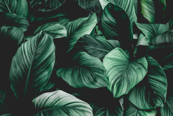 Sticker  Leaves of Spathiphyllum cannifolium, abstract green texture, nature background, tropical leaf