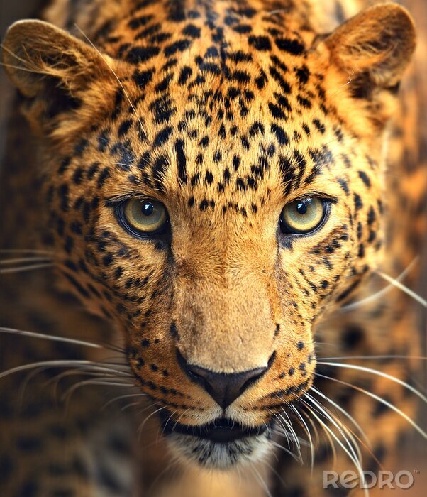 Sticker  Leopard portrait