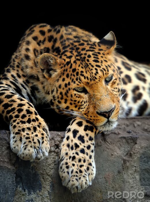 Sticker  Leopard portrait sur fond sombre