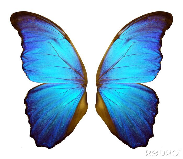Sticker  Les ailes d'un grand papillon bleu