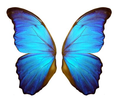 Sticker  Les ailes d'un grand papillon bleu