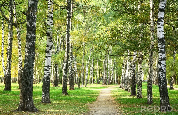 Sticker  Les bouleaux du parc au matin