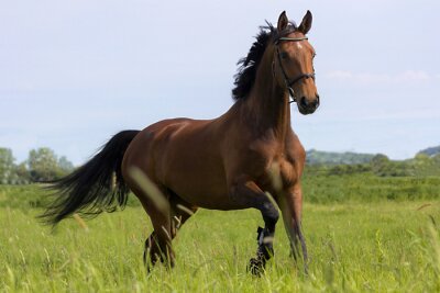 Sticker  Les chevaux montent avec la crinière et la queue noires dans le pré