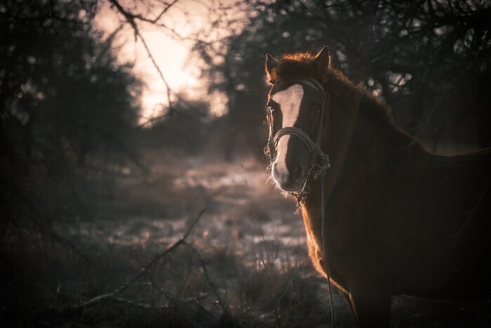 Sticker  Les chevaux montent dans la forêt dans un décor d'automne