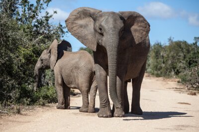 Sticker  Les éléphants d'Afrique dans le parc sud-africain