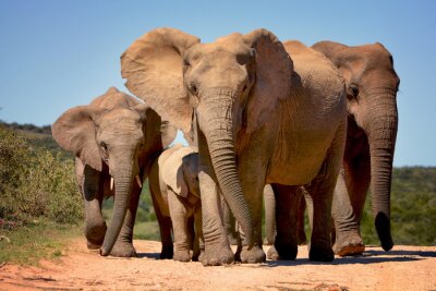 Sticker  Les éléphants marchant dans Addo Elephant National Park, Afrique du Sud