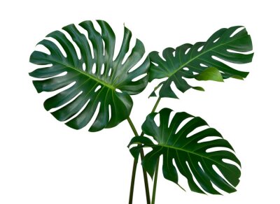 Sticker  Les feuilles de la plante Monstera, la vigne tropicale à feuilles persistantes isolée sur fond blanc, un tracé de détourage inclus