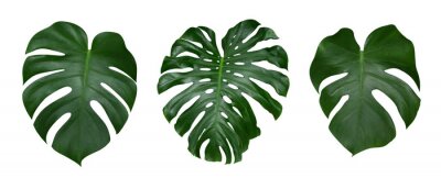 Sticker  Les feuilles de plantes de Monstera, la vigne à feuilles persistantes tropicales isolées sur fond blanc, le chemin de détourage inclus