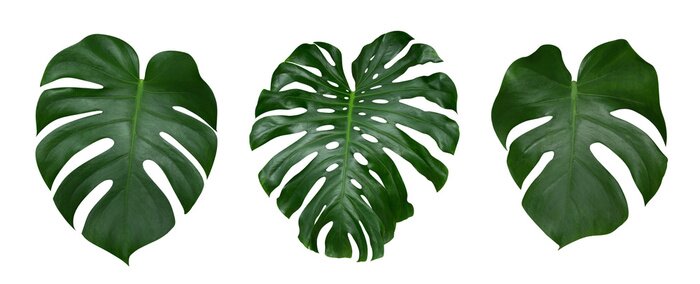 Sticker  Les feuilles de plantes de Monstera, la vigne à feuilles persistantes tropicales isolées sur fond blanc, le chemin de détourage inclus