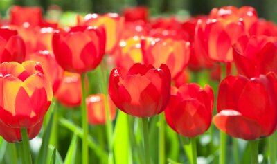 Sticker  Les fleurs rouges scintillent au soleil