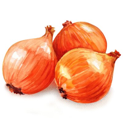 Sticker  Les oignons dorés fraîches