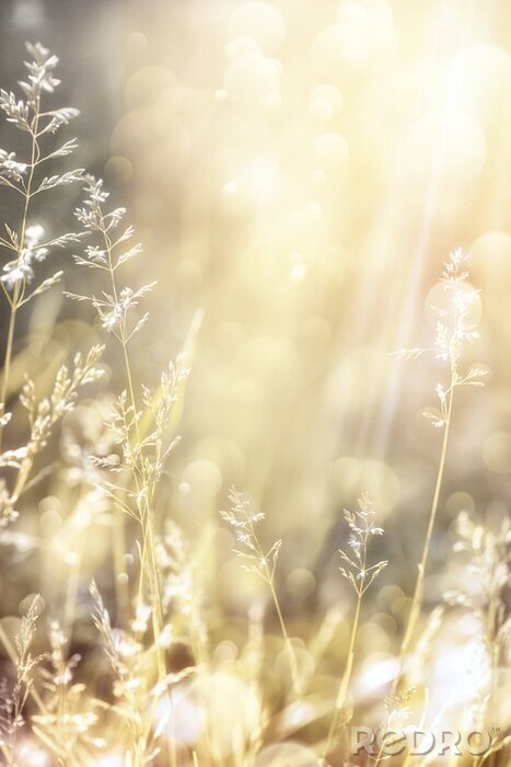 Sticker  Les rayons du soleil et la nature