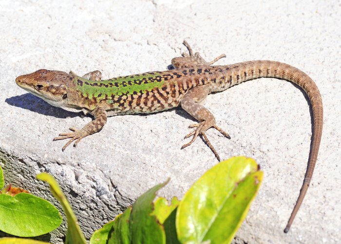 Sticker  lézard Ruin