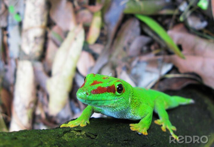 Sticker  Lézard vert sur une branche