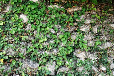 Lierre sur un mur gris