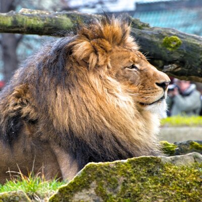 Sticker  Lion calme et mousse