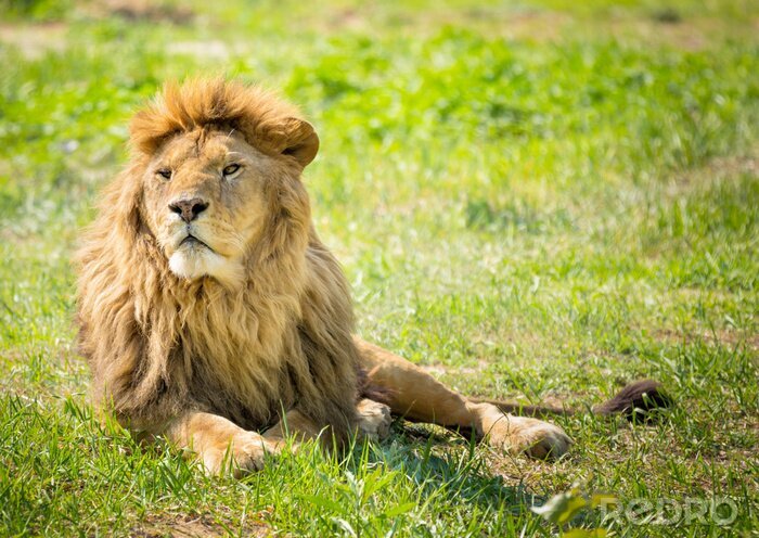 Sticker  Lion couché arrière-plan végétal