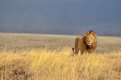 Lion dans la savane africaine