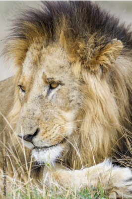 Sticker  Lion de savane à crinière noire et yeux dorés