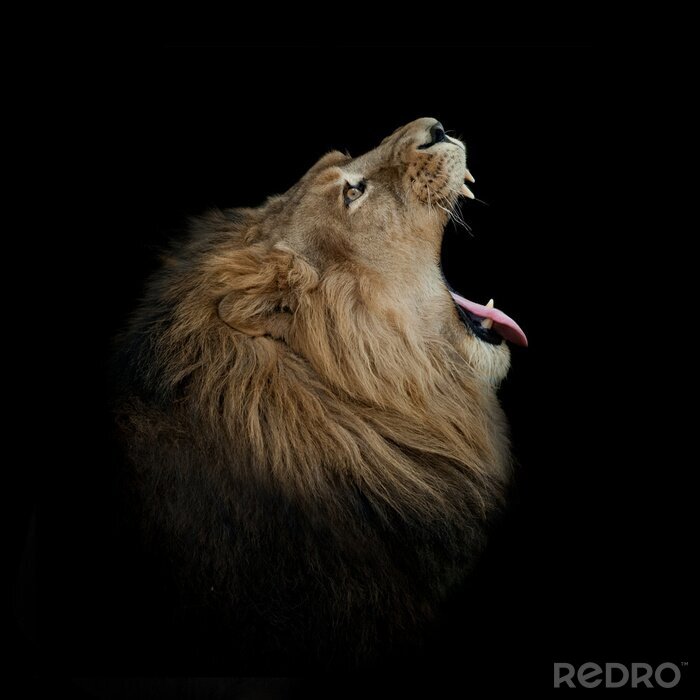Sticker  Lion portrait d'un lion avec sa gueule ouverte