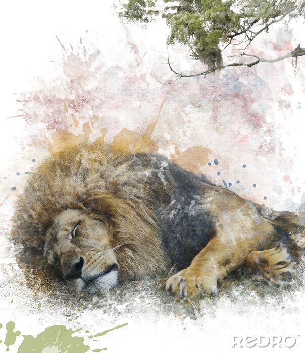 Sticker  Lion qui dort aquarelle