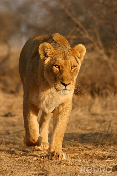 Sticker  Lionne marchant dans la savane
