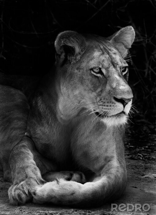 Sticker  Lionne noire et blanche d'Afrique