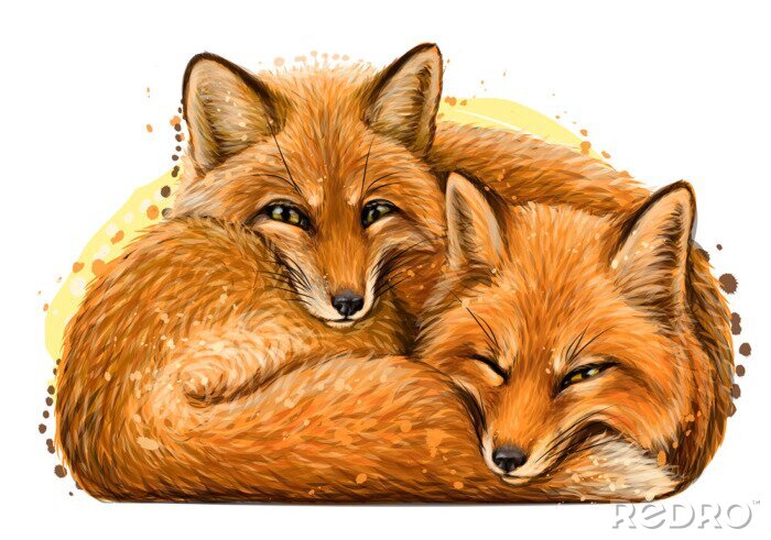 Sticker  Little foxes. Wall sticker. Realistic, artistic, hand-drawn portrait of two cute smiling sleeping little foxes in watercolor style on a white background.