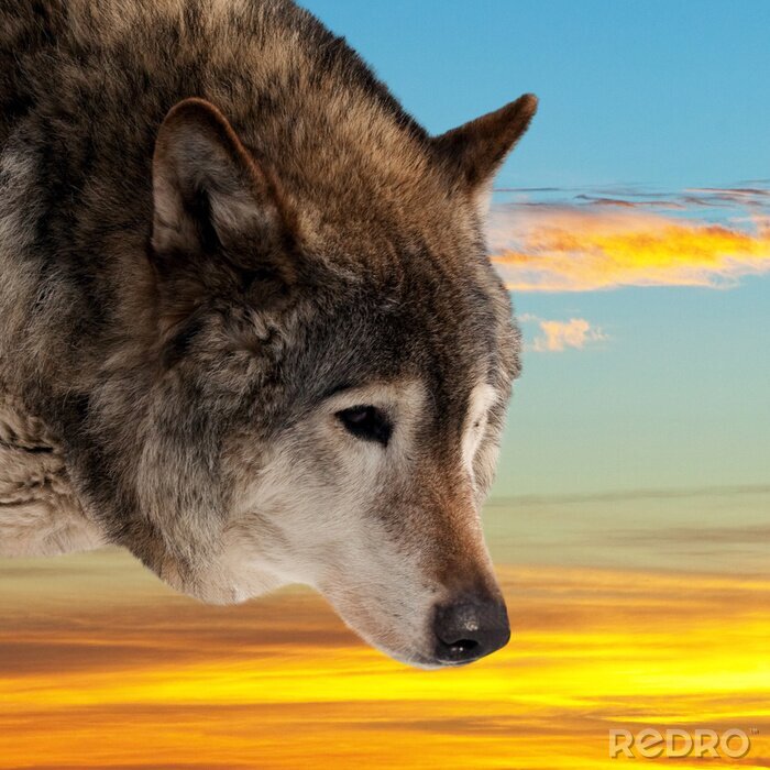 Sticker  Loup au coucher du soleil