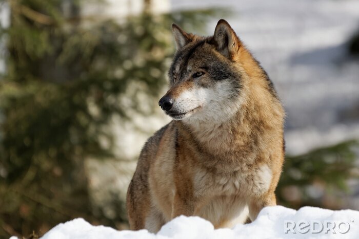 Sticker  Loup d'hiver et nature