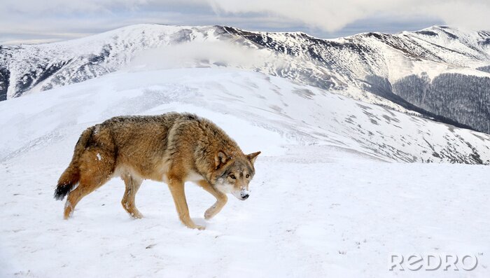 Sticker  Loup dans les montagnes d'hiver
