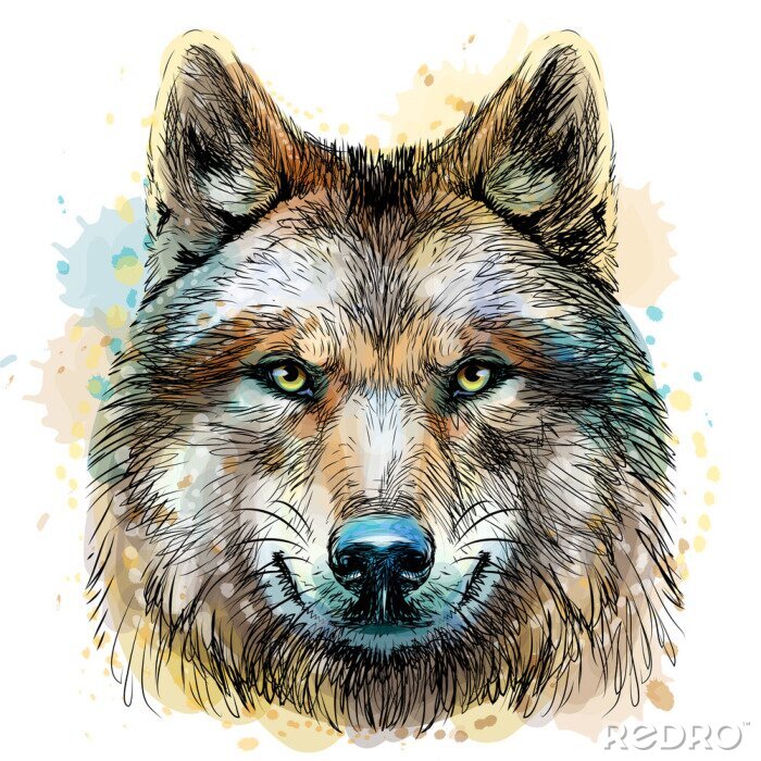 Sticker  Loup gris à l'aquarelle